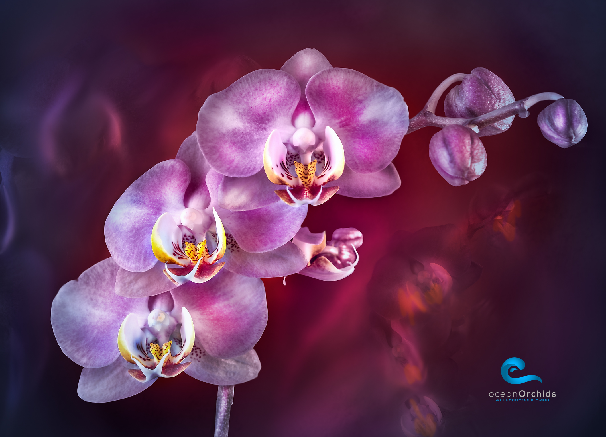 Image 5818383 (auto)