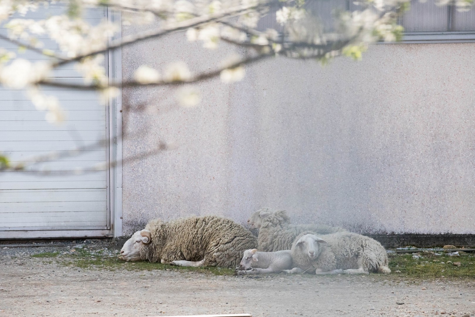 Proljetna cvjetna rapsodija u Međimurju iz objektiva Miroslave Novak Hranjec