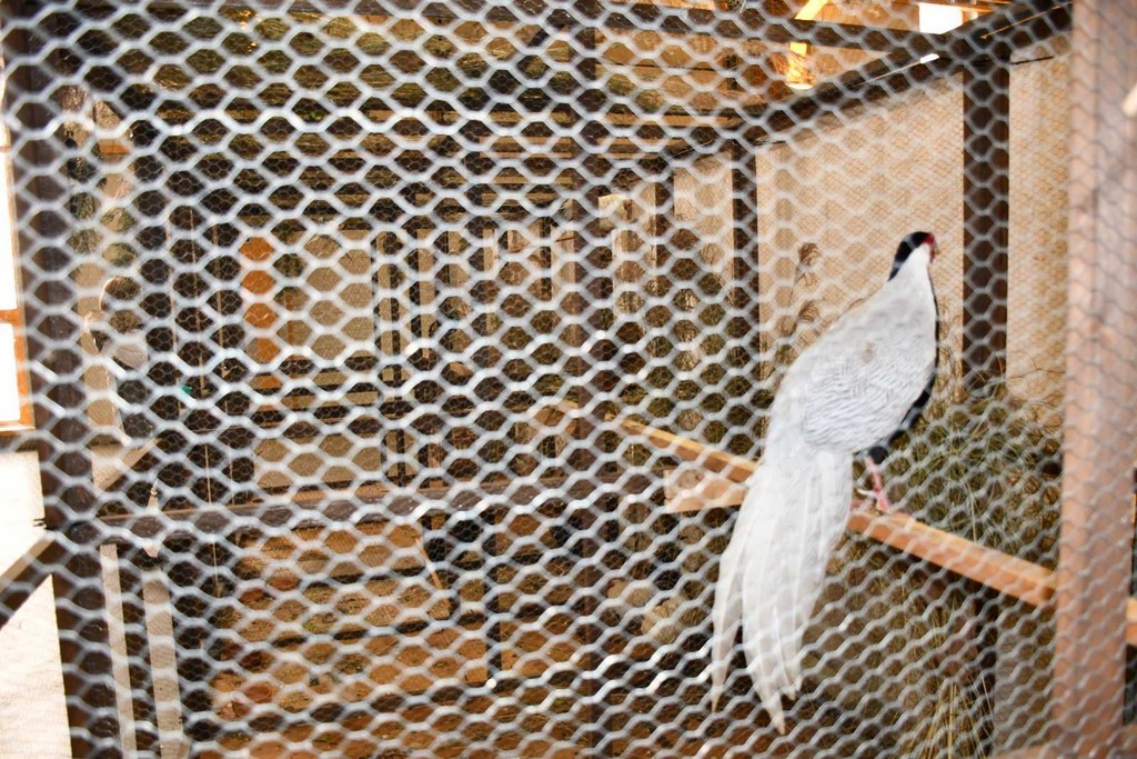 IZLOŽBA MALIH ŽIVOTINJA Izloženo preko tisuću malih životinja vrhunskih uzgajivača iz Hrvatske, ali i šire IZLOŽBA MALIH ŽIVOTINJA Izloženo preko tisuću malih životinja vrhunskih uzgajivača iz Hrvatske, ali i šire