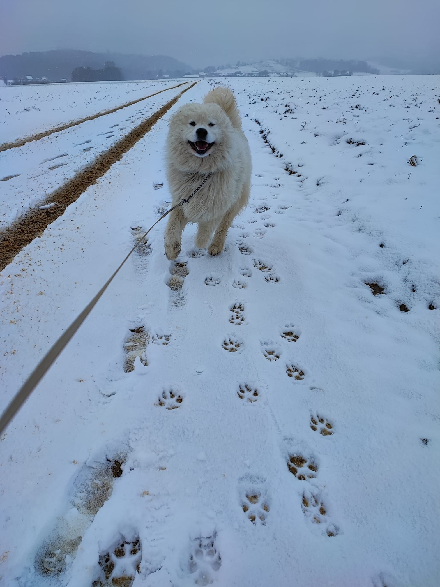 Kućni ljubimci vole snijeg
