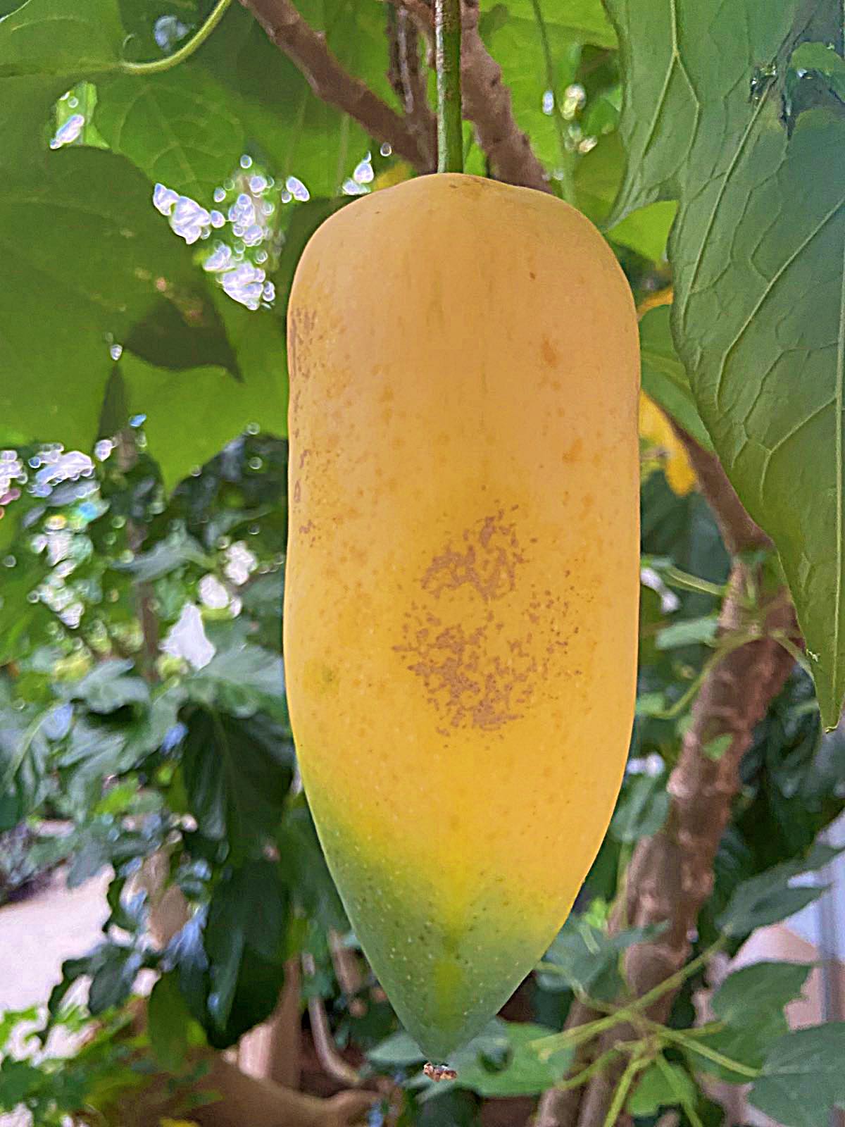 Image 5818445 (auto)