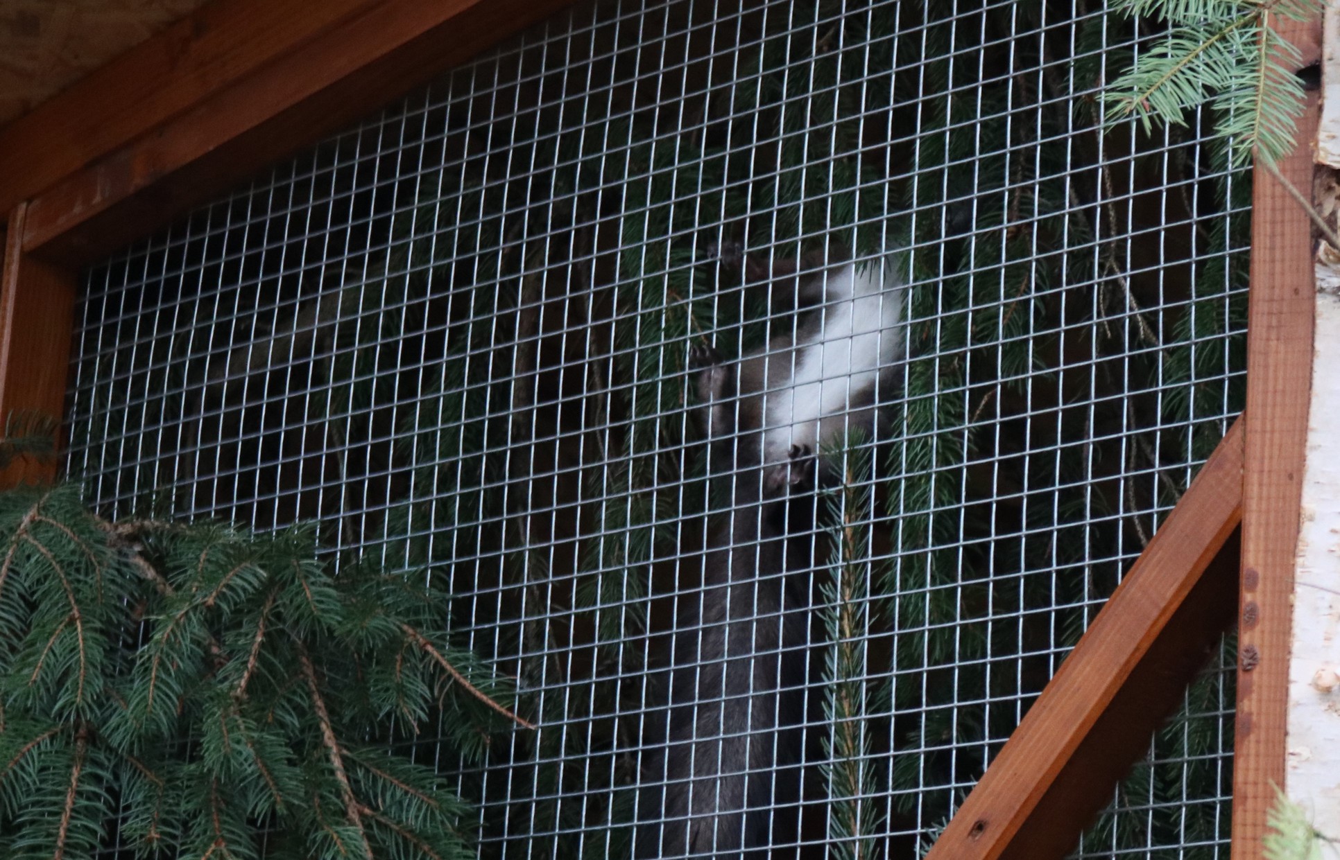 Crvene vjeverice stigle u Čakovec