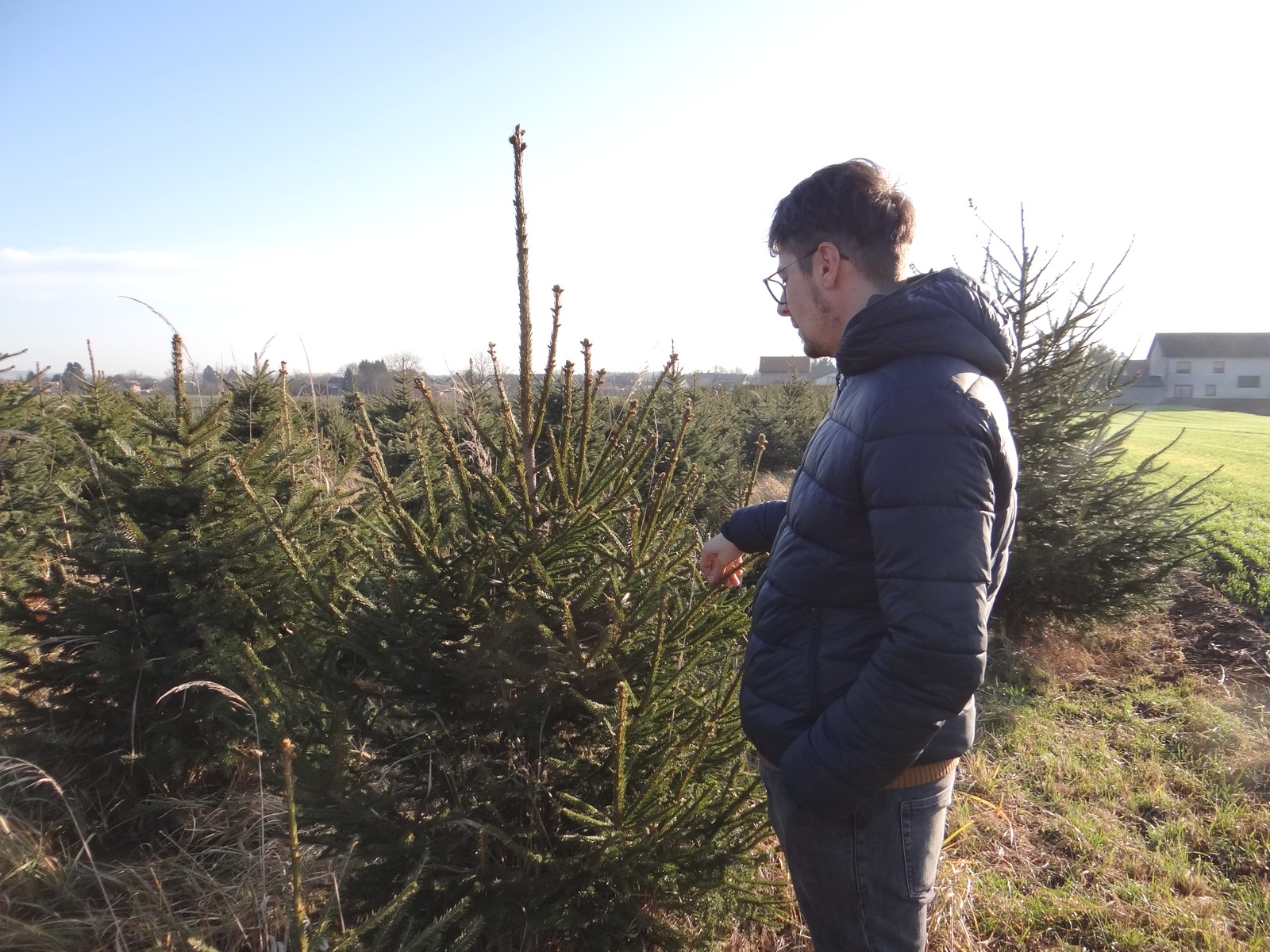 Provjerili smo cijene božićnih drvaca u Međimurju: Ponuda iz godine u godinu sve bogatija Provjerili smo cijene božićnih drvaca u Međimurju: Ponuda iz godine u godinu sve bogatija