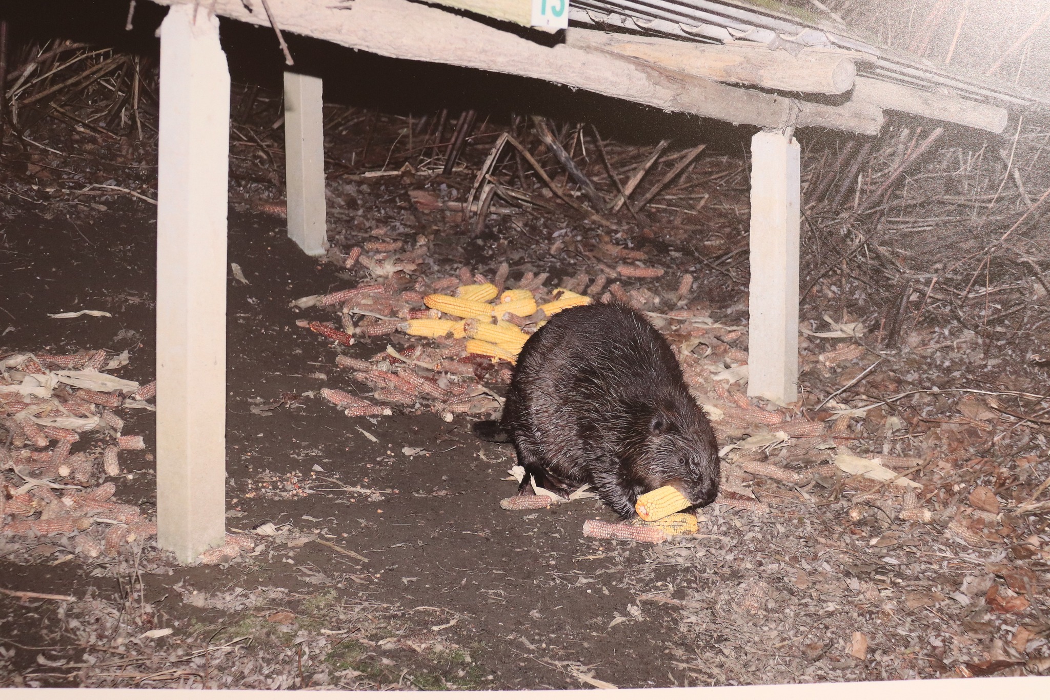 Otvorena izložba Josipa Horvata Majzeka – ‘Četvrt stoljeća dabra’