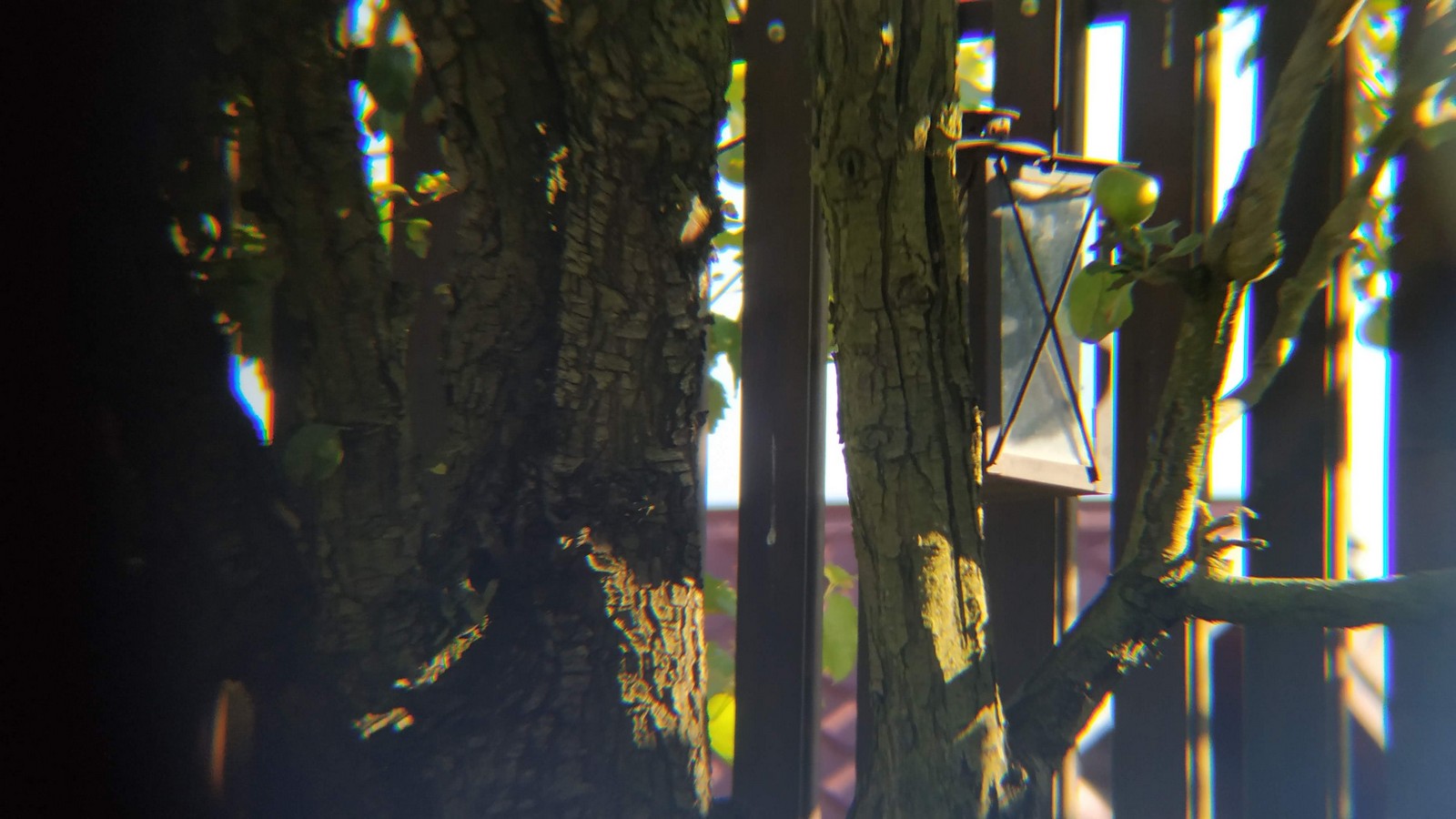 Dvorište Maje Mlakar