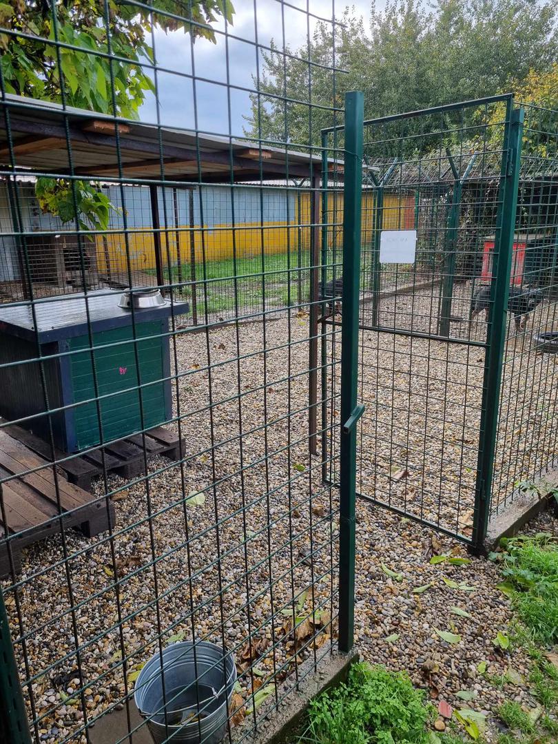 AZIL ‘PRIJATELJI’ ČAKOVEC Volonteri su im velika pomoć u skloništu, a stižu i iz Čilea