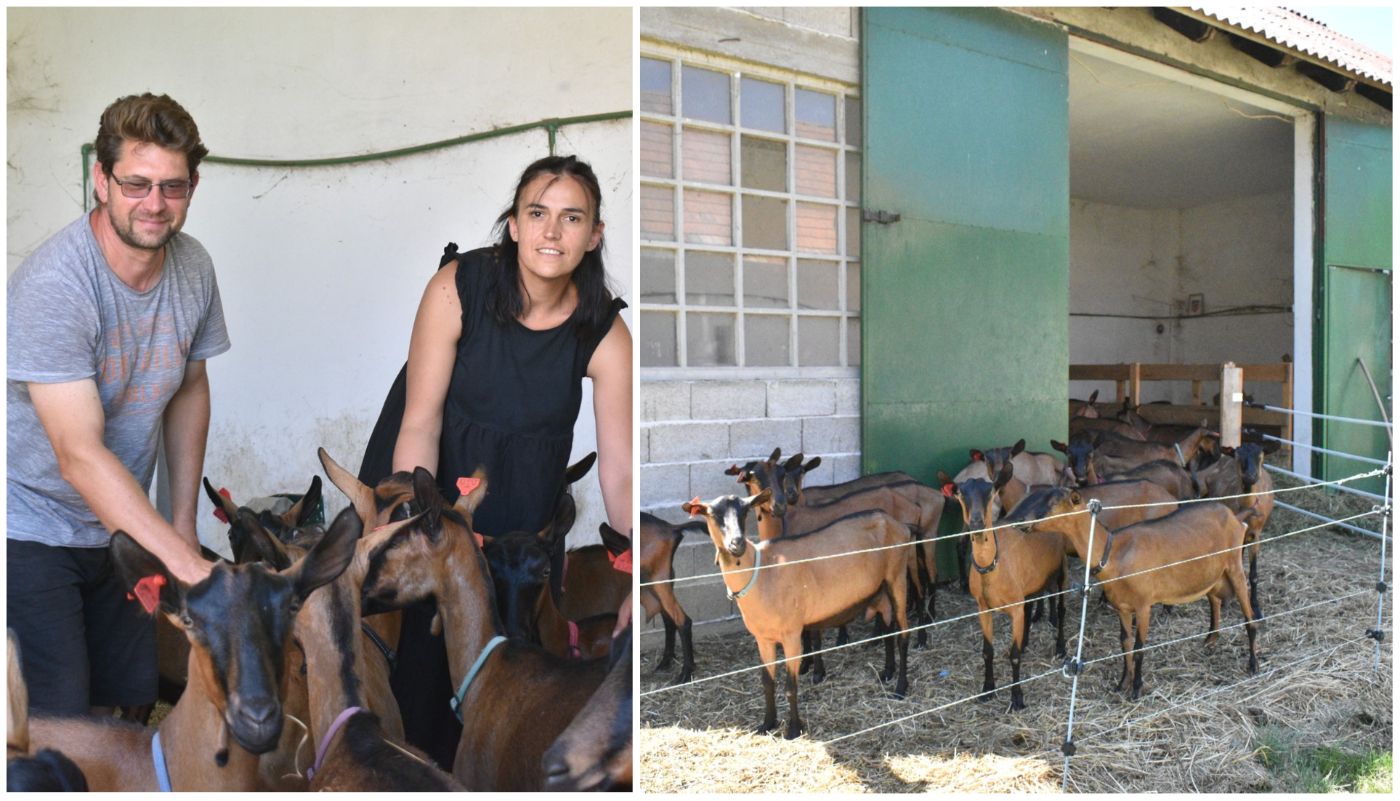 PRESELILI SE U DONJI KRALJEVEC Iz Zagreba u Međimurje – uzgajati koze!