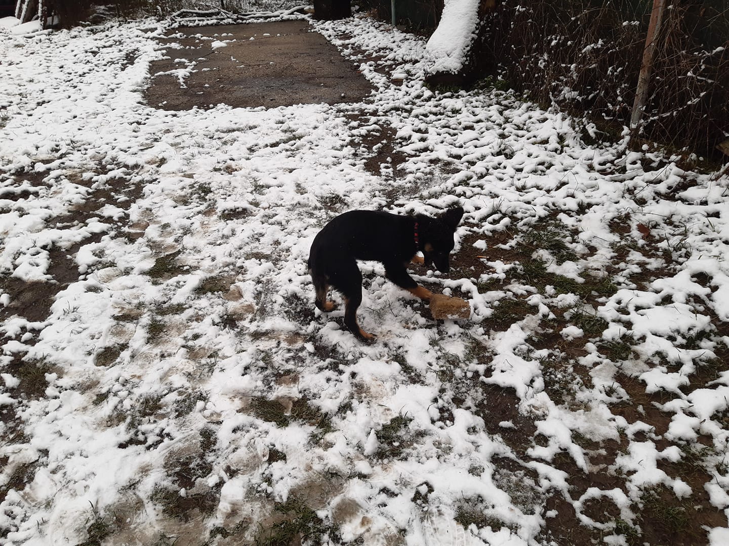 Kućni ljubimci vole snijeg