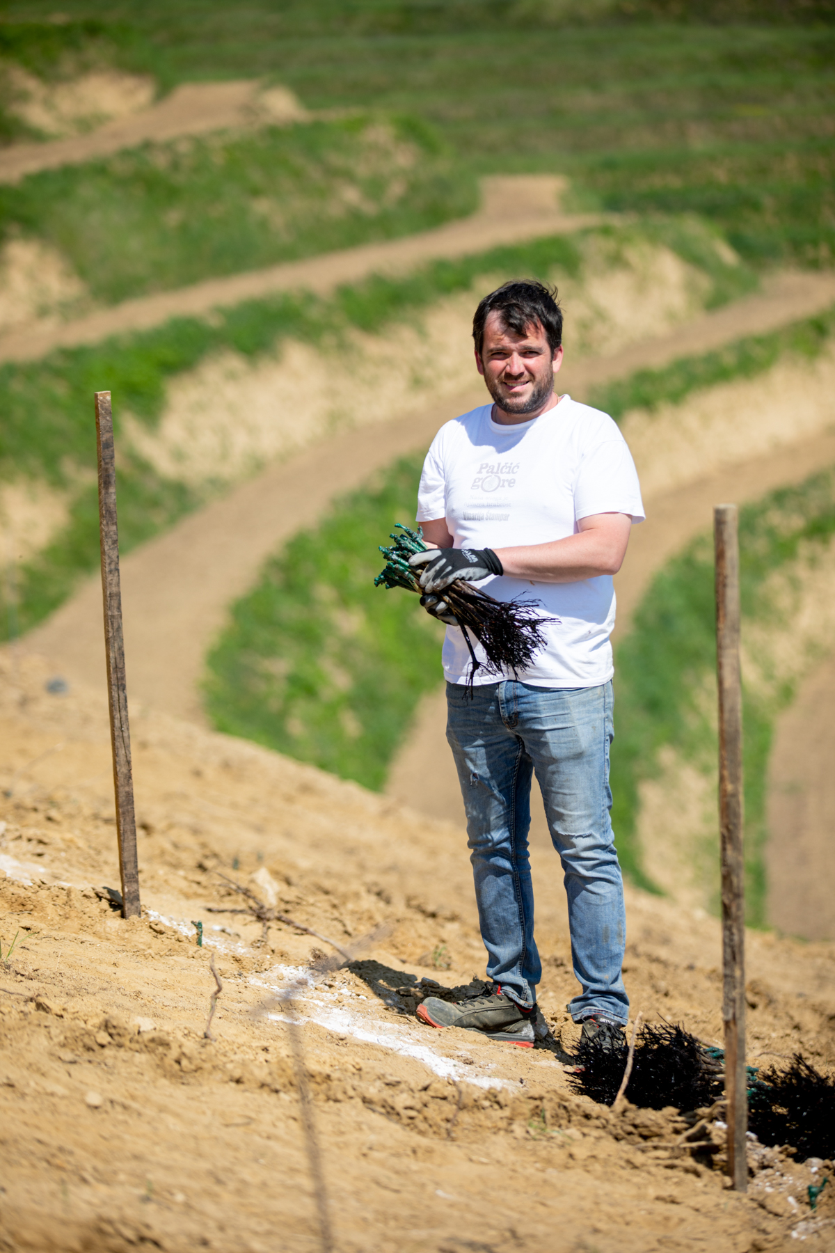 Vinarija Štampar na Mađerkinom bregu zasadila 14 tisuća čokota Pušipela