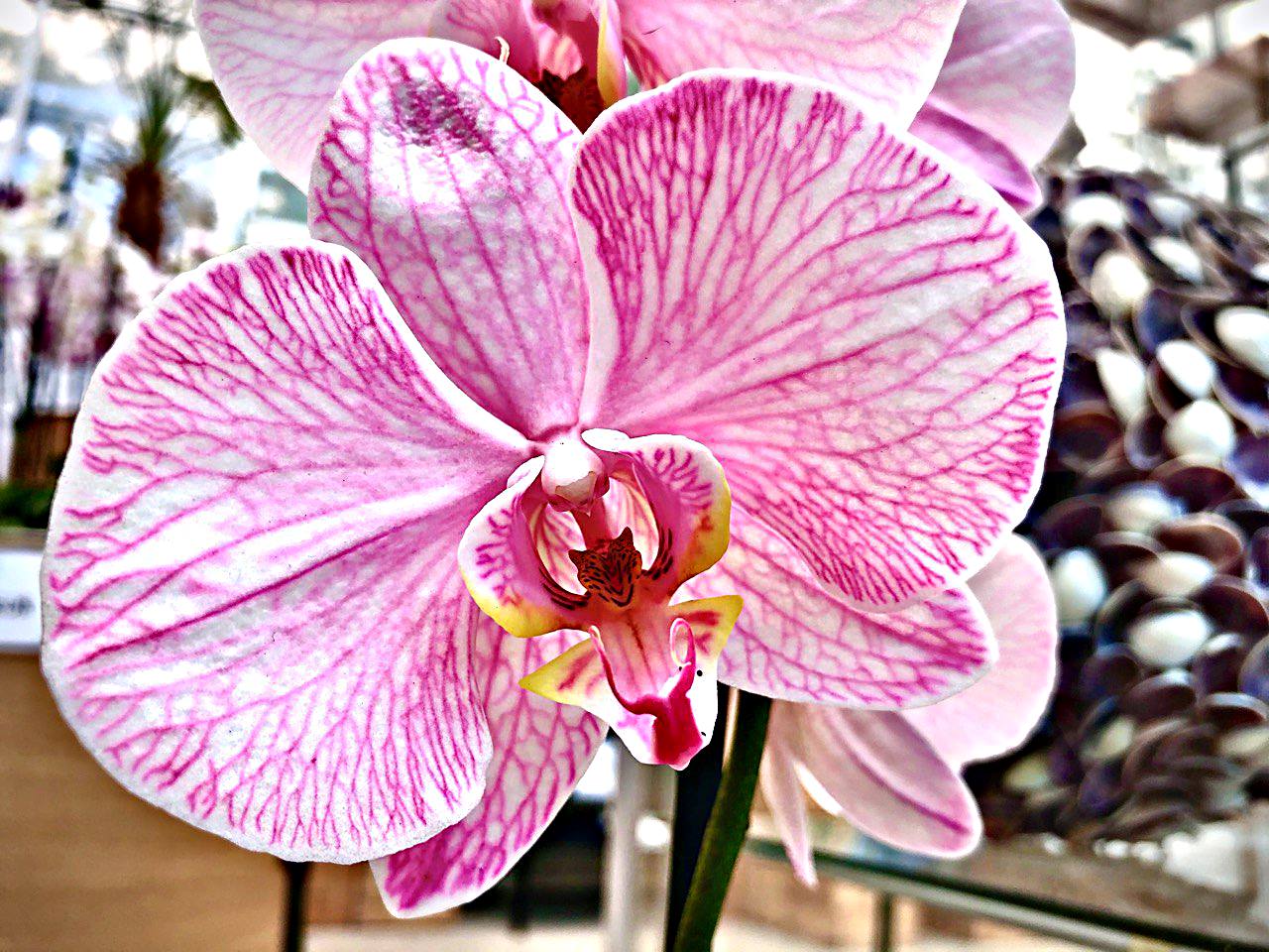 Image 5818429 (auto)