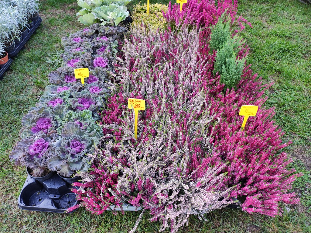 Čakovečki sajam srijedom (5.10.2022.)