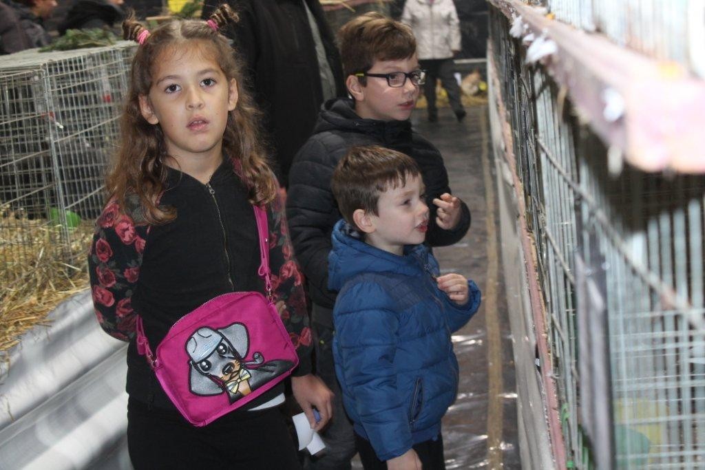 FOTO Održana izložba malih životinja u Kotoribi: Proglašeno čak 42 šampiona!