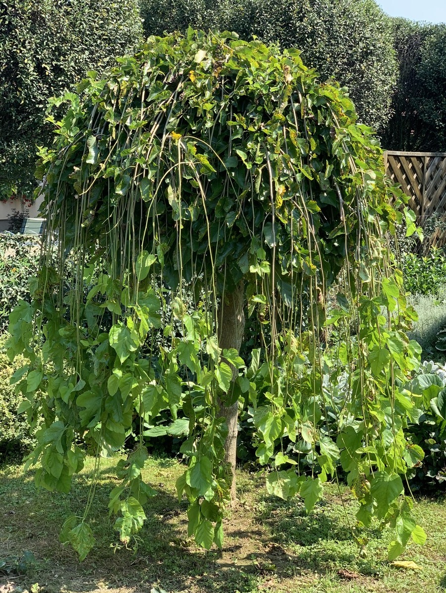 UKRAS MEĐIMURJA Čiji vrt je najljepši? Dodijeljena priznanja, evo tko je bio najkreativniji