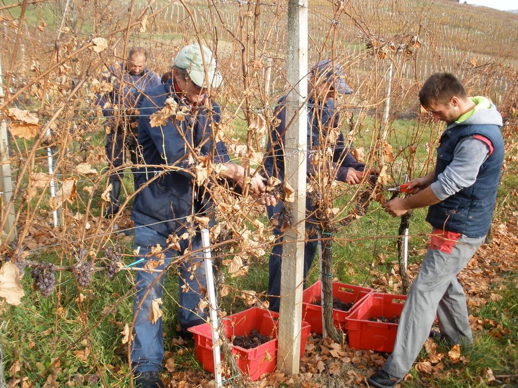 agroberbabobica243983