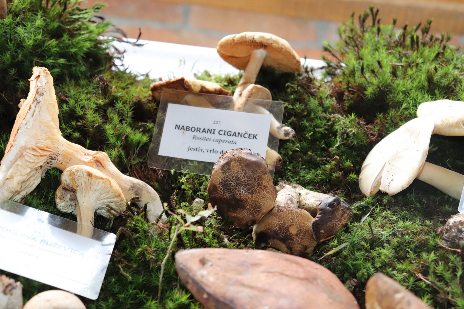 U Goričanu održana Gljivarijada