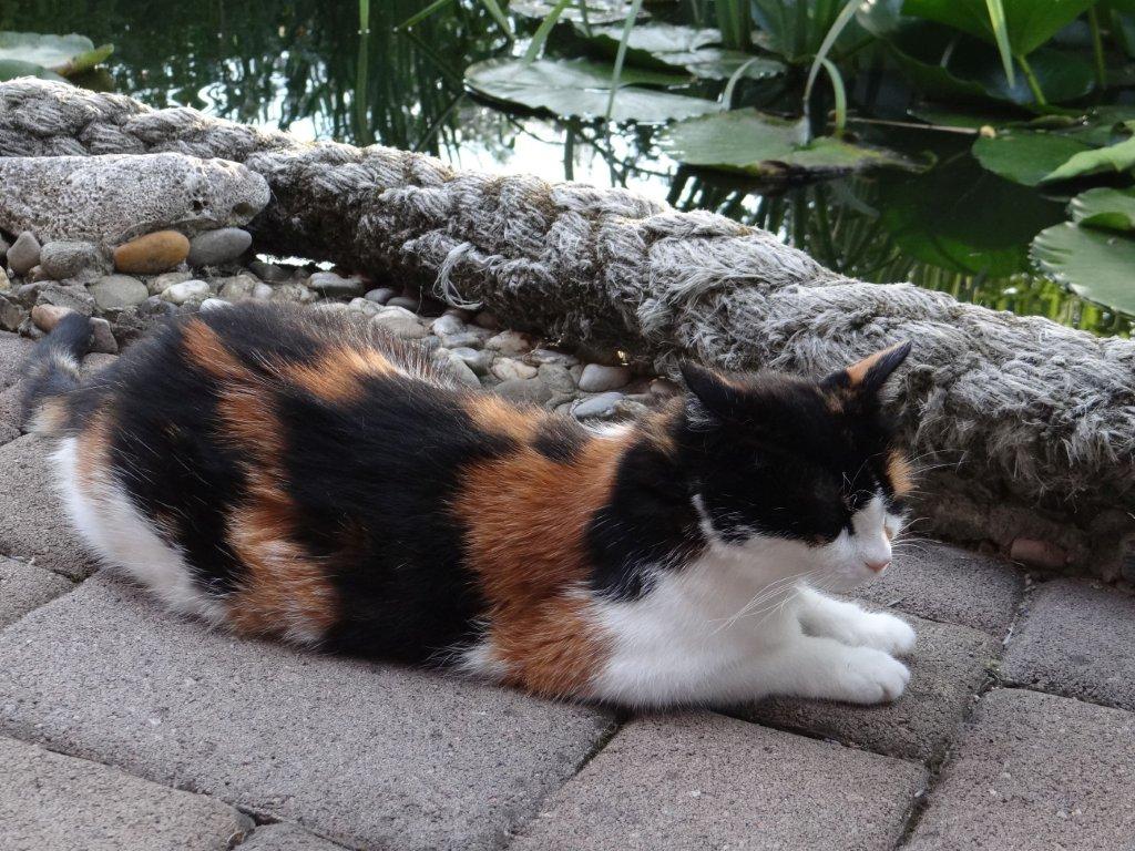 Biljno carstvo Vanje i Alena u Šenkovcu: Njihov vrt ‘Četiri godišnja doba’ mami poglede