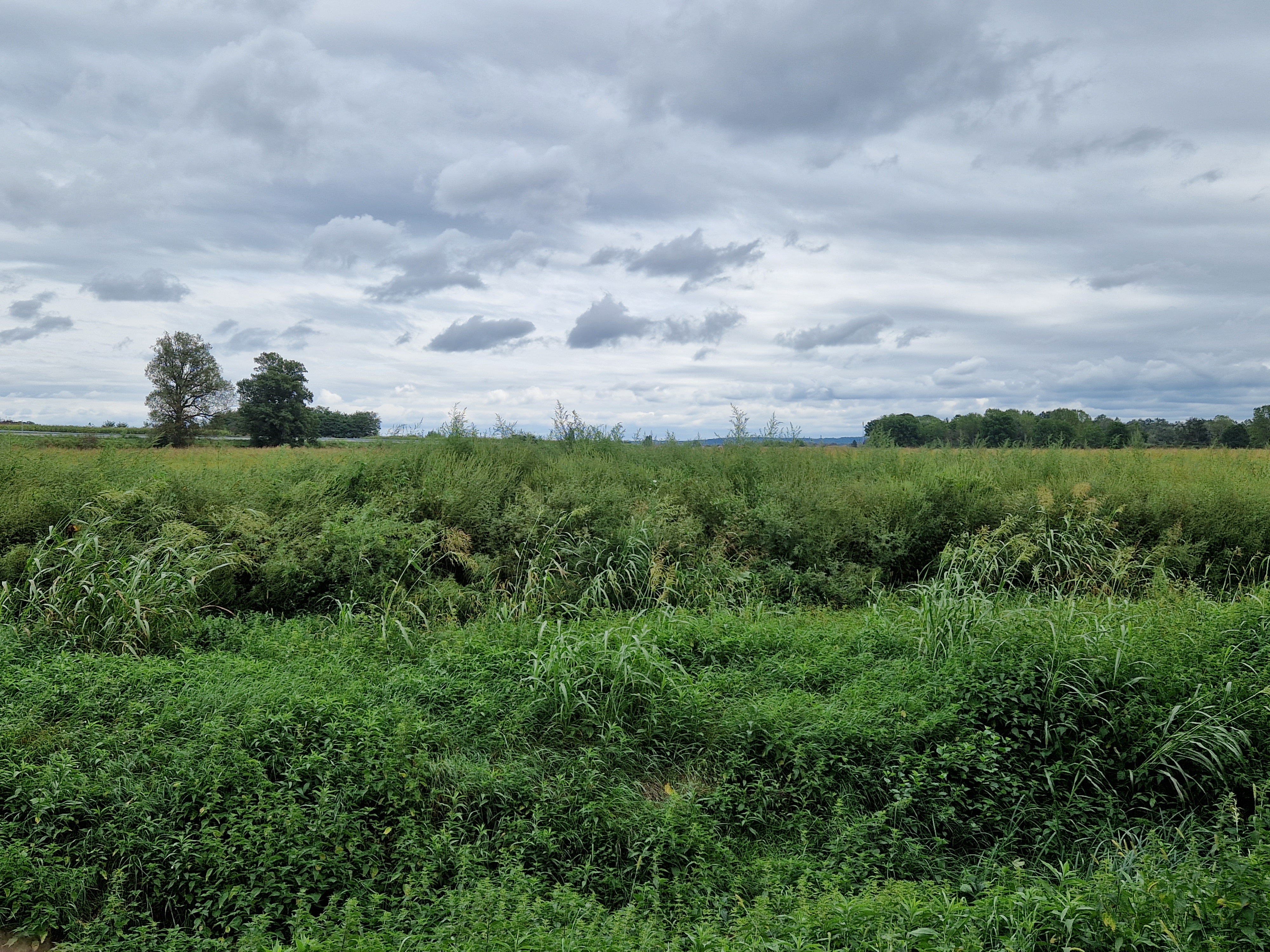 DONJI VIDOVEC ‘Sve je puno ambrozije! Zašto nitko ništa ne poduzima!?’