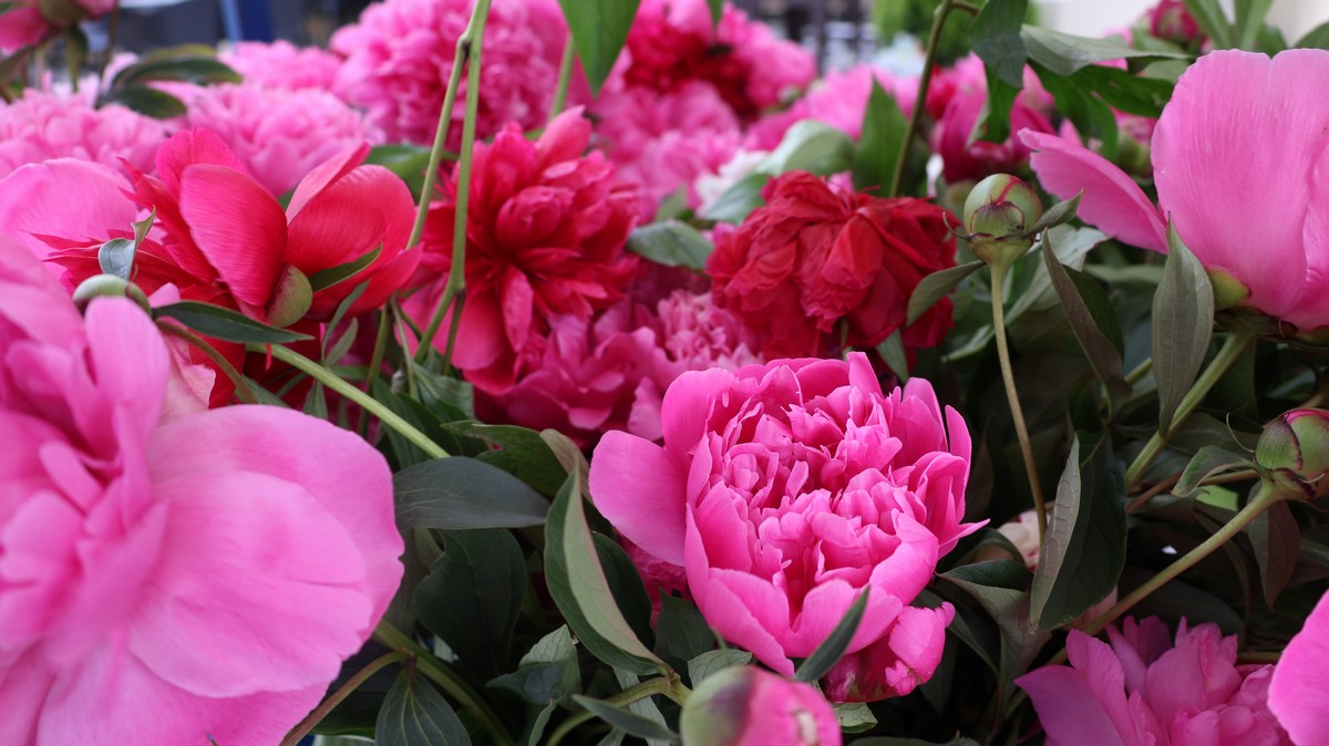 Humanitarna akcija ‘Katruža za Katružu’