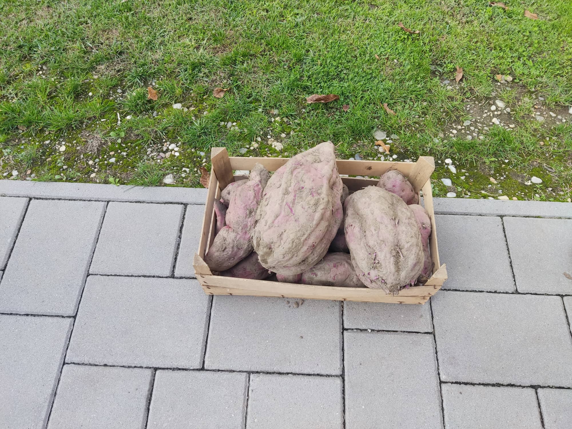Iskopan batat težak 3,6 kilograma