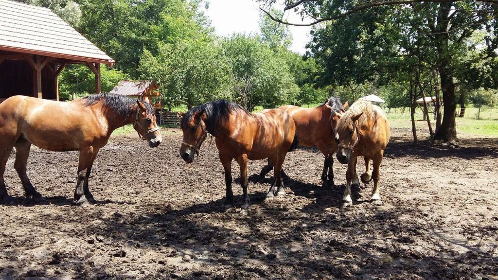 1949651313685234232171644096296