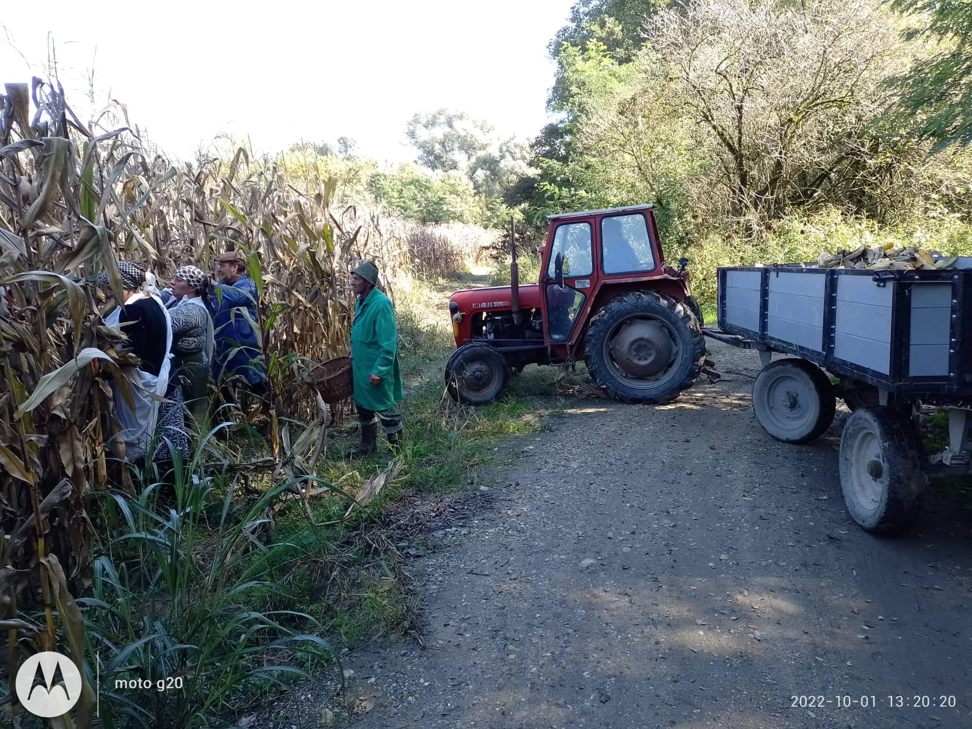 Branje kukuruza u Domašincu