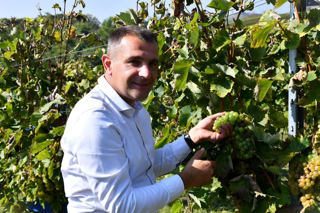 Vinarija Horvat, berba