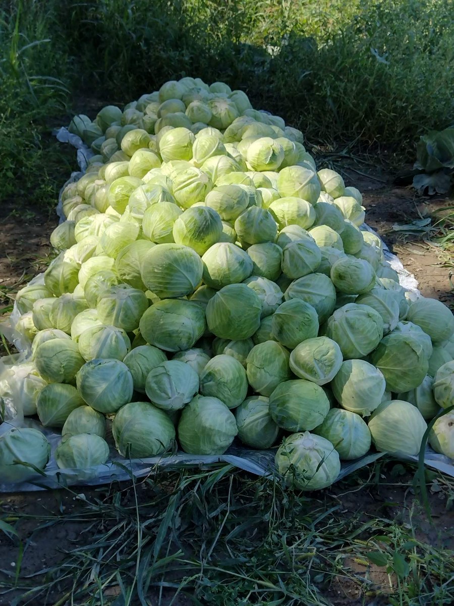 Davor i Marina Novak iz Goričana 2014. godine su osnovali svoje obiteljsko poljoprivredno gospodarstvo Holera Davor i Marina Novak iz Goričana 2014. godine su osnovali svoje obiteljsko poljoprivredno gospodarstvo Holera