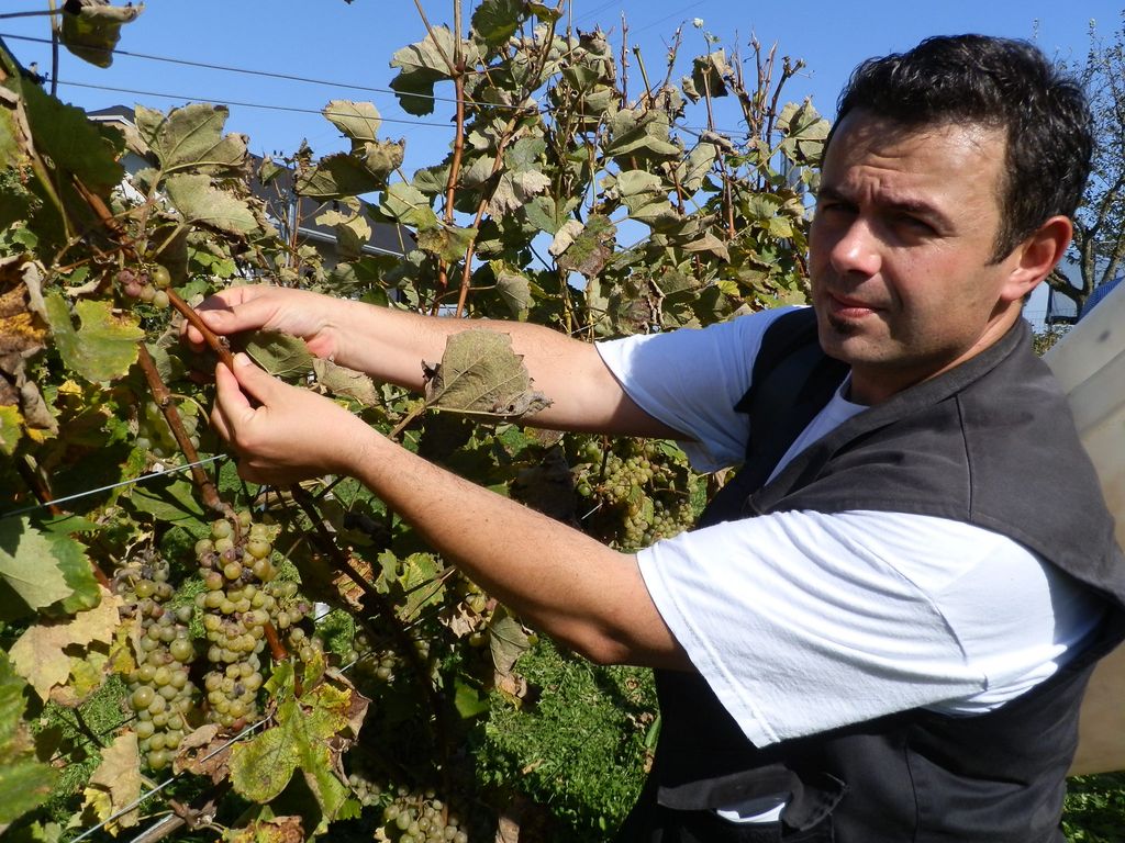 berbapusipela3883268