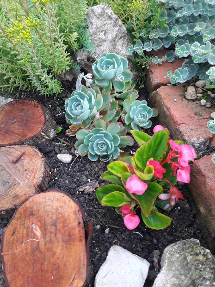 Dvorište obitelji Cenko