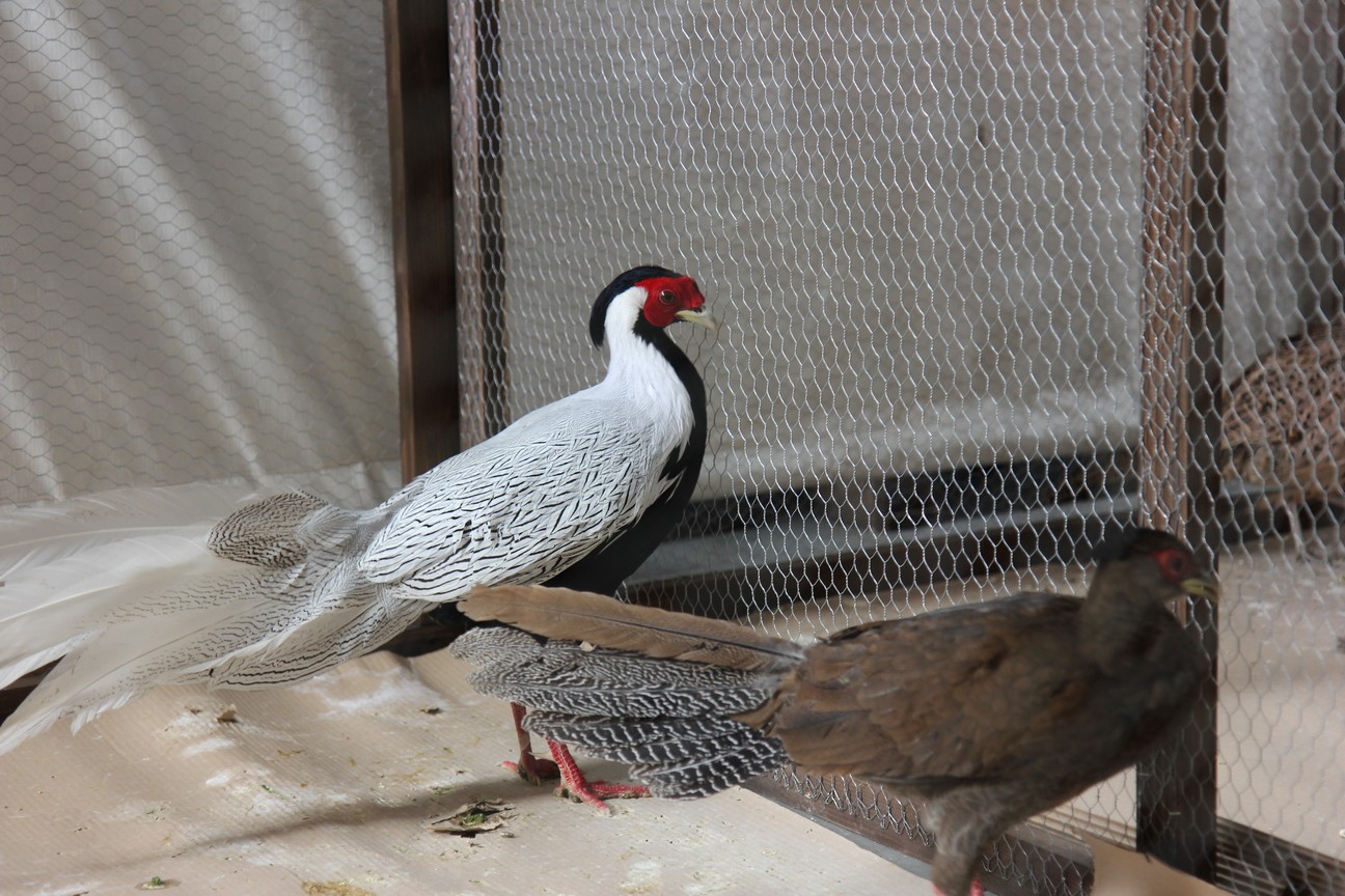 Otvorena izložba malih životinja u Nedelišću