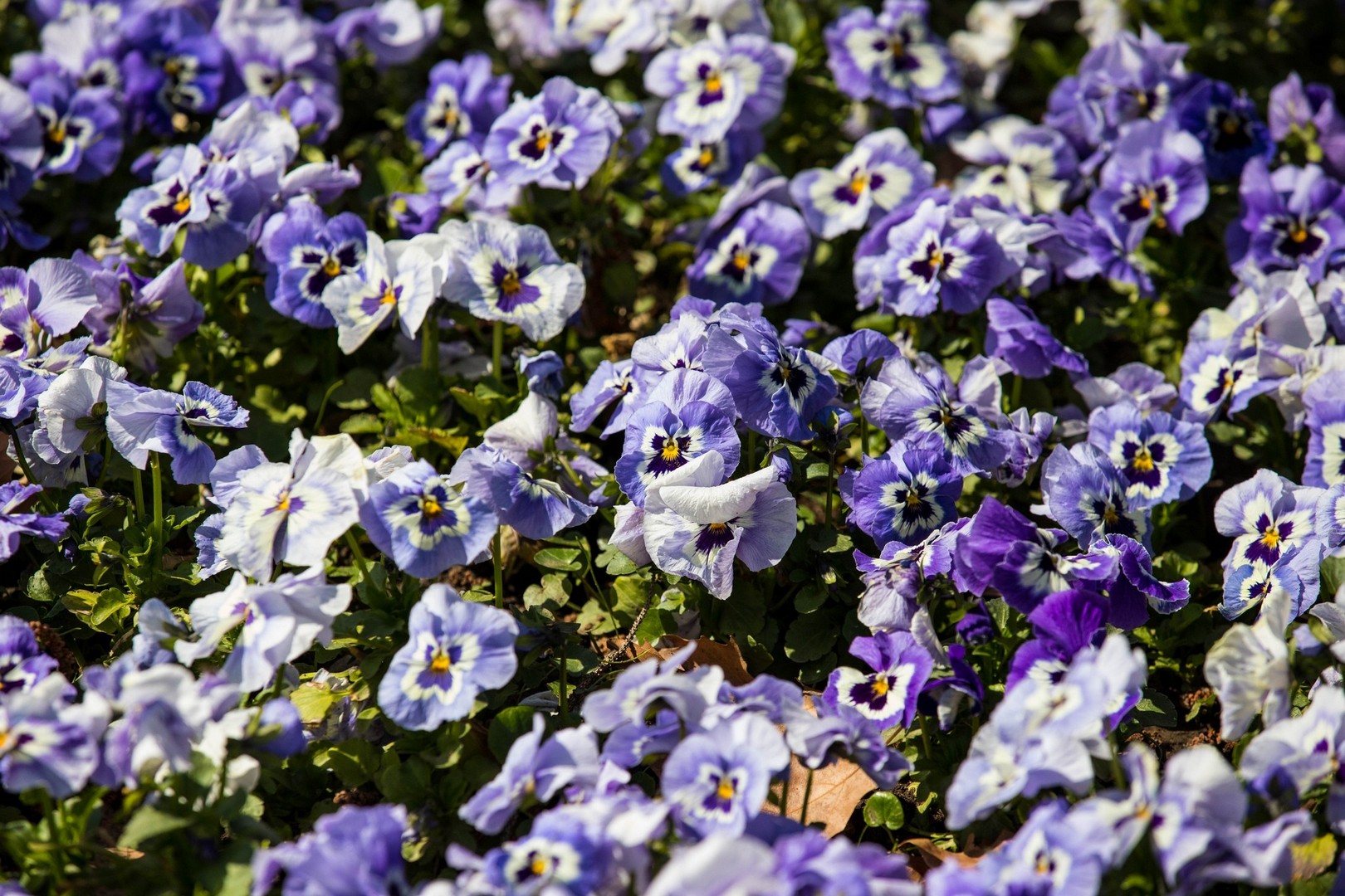 Proljetna cvjetna rapsodija u Međimurju iz objektiva Miroslave Novak Hranjec