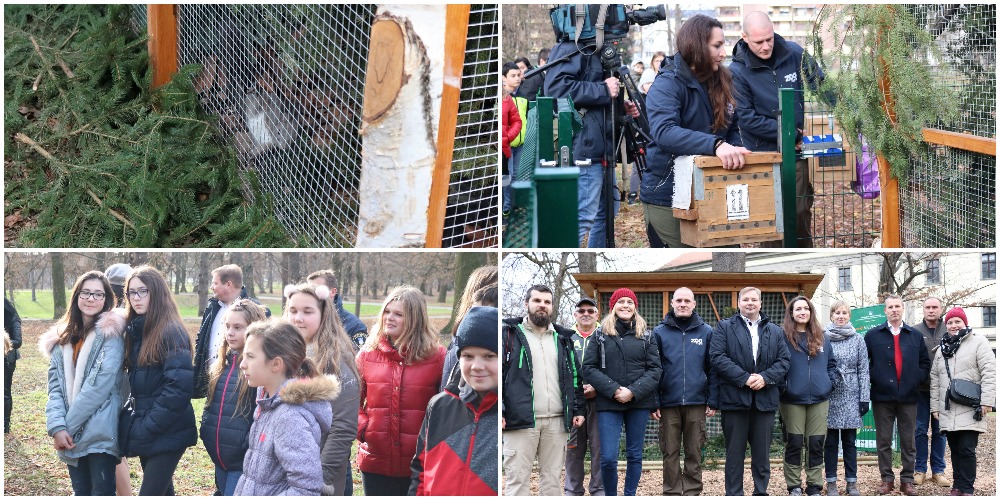 Crvene vjeverice stigle u Čakovec