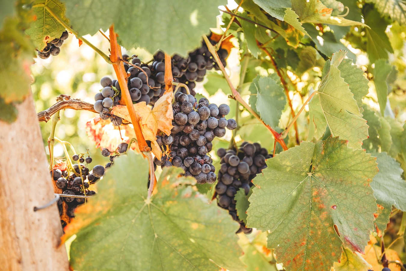 HUMANO I VESELO Radio gorice za Katružu – humanitarna akcija za bolesne Međimurce