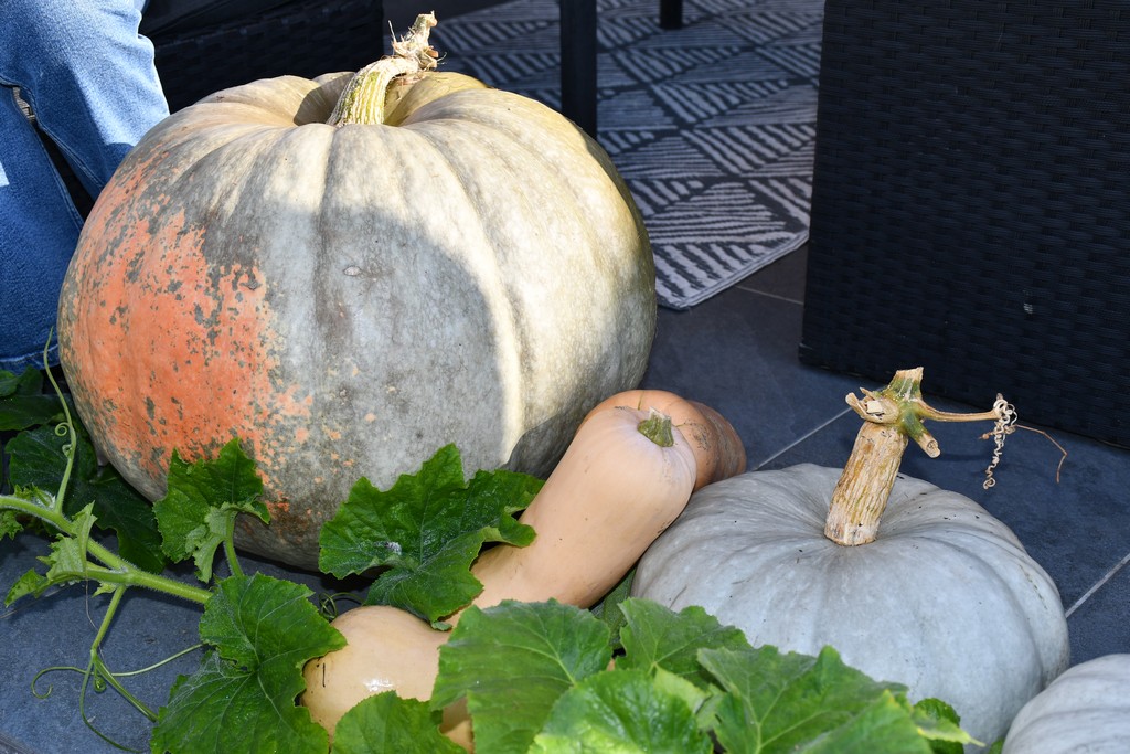 IMPOZANTNE BUNDEVE Jesenska čarolija na imanju obitelji Dodlek u Belici