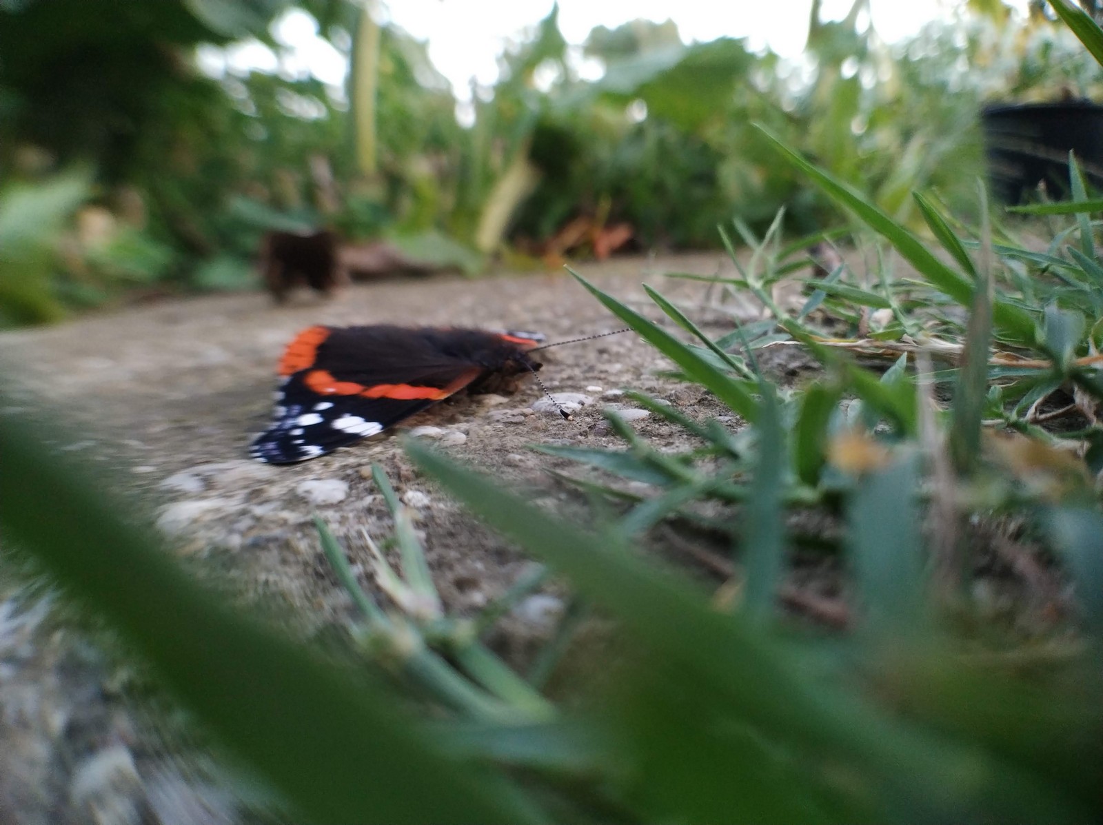 Dvorište Maje Mlakar