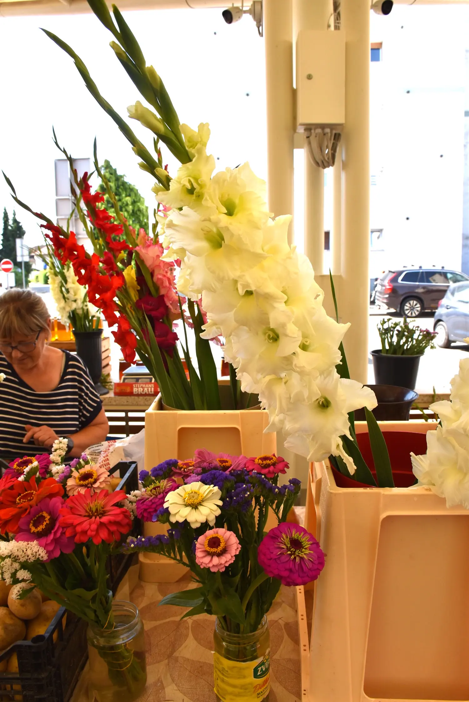 ana horvat,gladiole,novo selo rok (2)