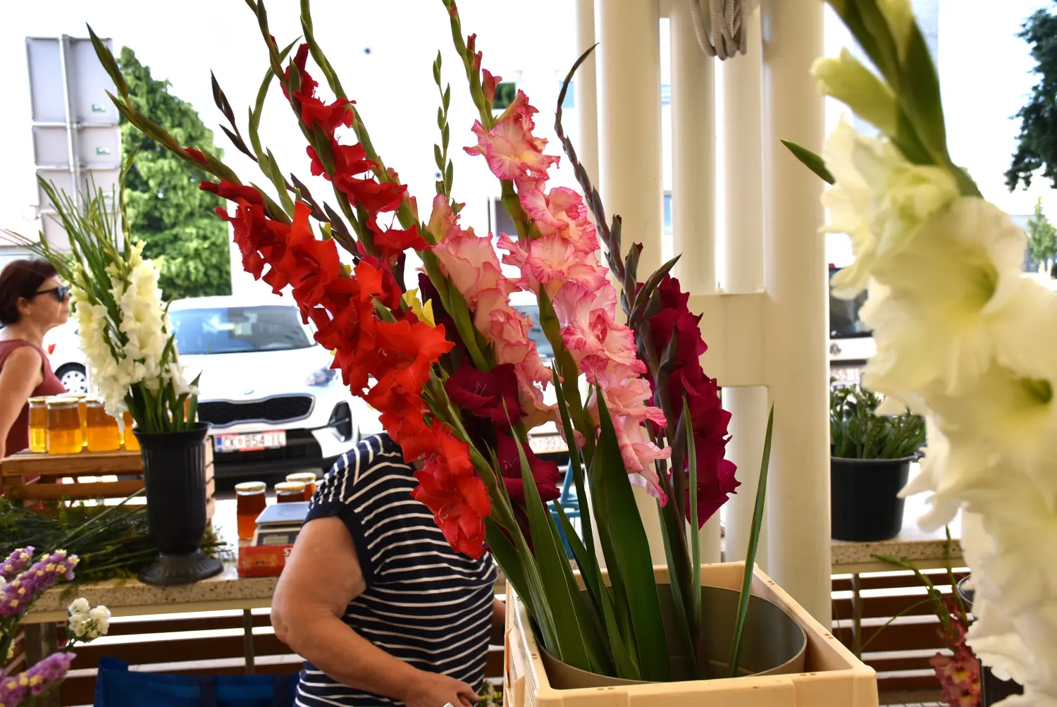 ana horvat,gladiole,novo selo rok (4)