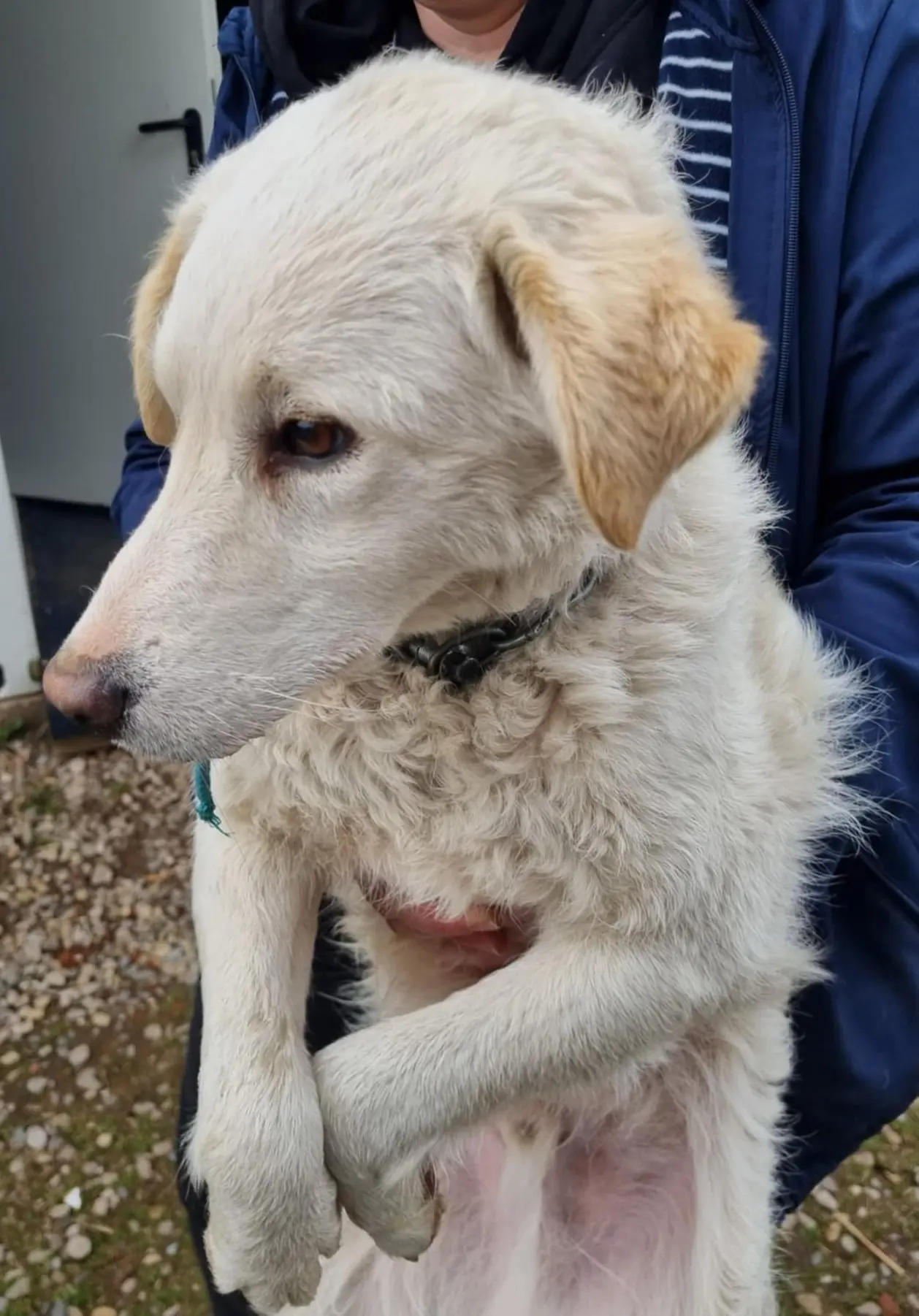 azil prijatelji čakovec, akcija hlapičina, slemenice (6)