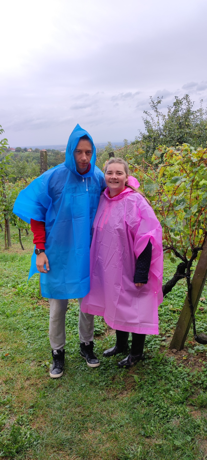 Berba kod obitelji Tomašić