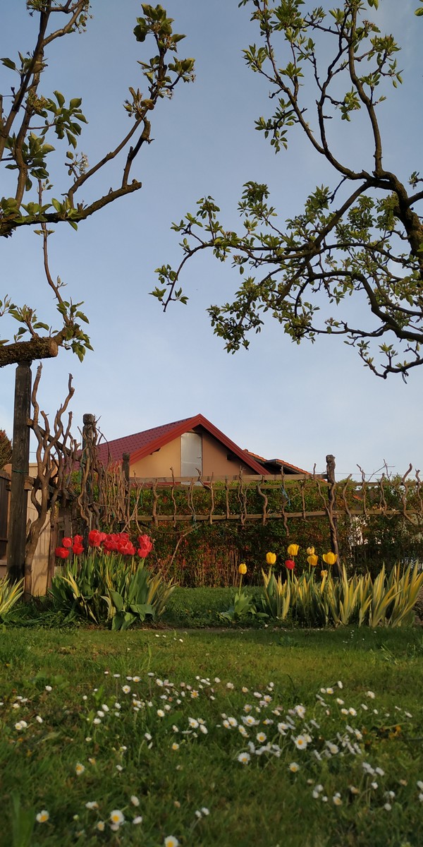 Dvorište Maje Mlakar