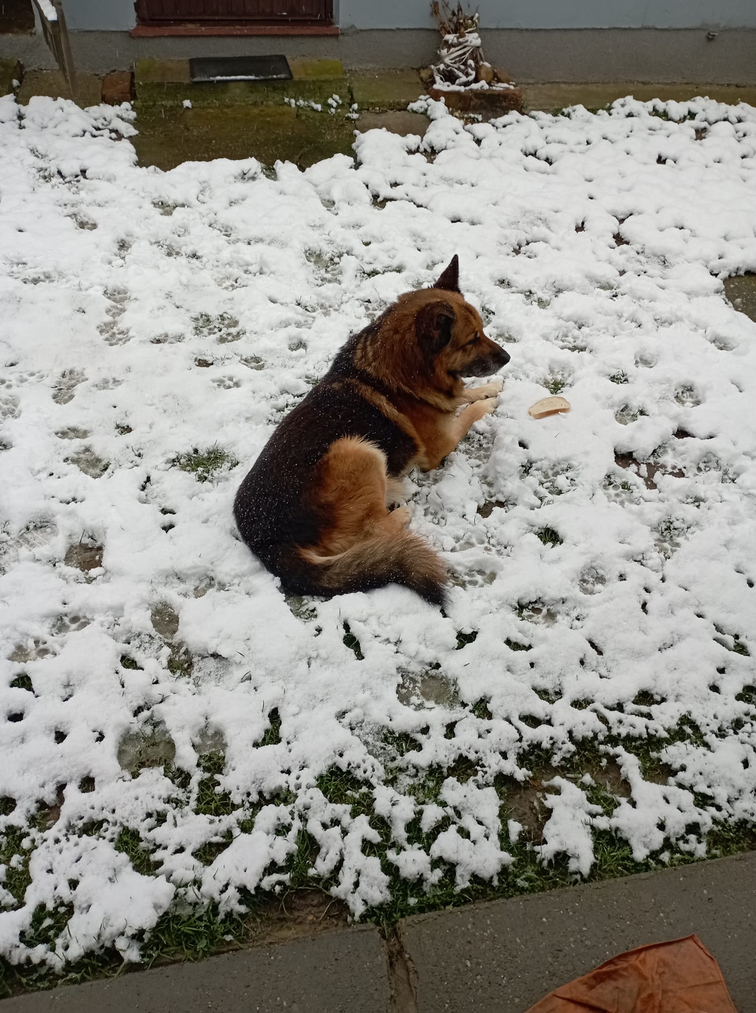 Kućni ljubimci vole snijeg