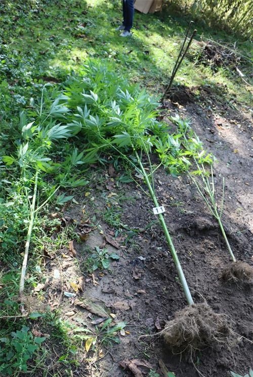 PEKLENICA 36-godišnjak kod kuće uzgajao marihuanu, policija ga kazneno prijavila
