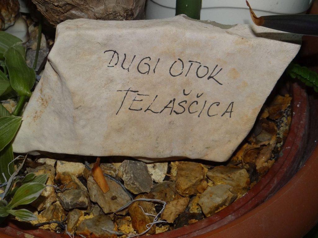 Biljno carstvo Vanje i Alena u Šenkovcu: Njihov vrt ‘Četiri godišnja doba’ mami poglede