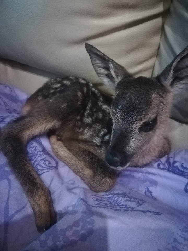 DIRLJIVA PRIČA Ivanka je prošle godine spasila polumrtvo lane. Danas je ono sretno u njezinom dvorištu