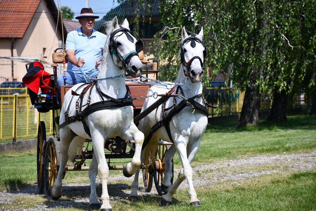 VIDEO I FOTO Međunarodno konjičko druženje okupilo brojne uzgajivače konja iz SZ Hrvatske te Slovenije i Austrije