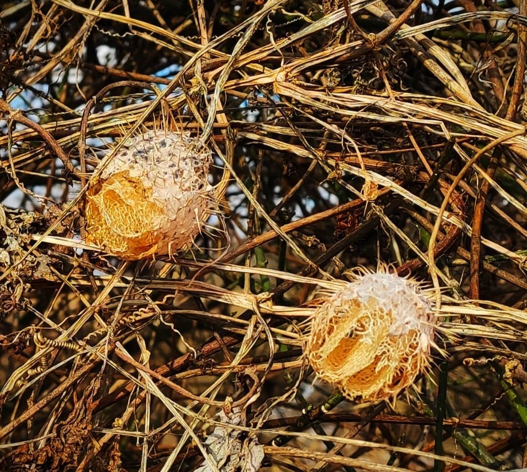 Zvonimir Habuš iz Kotoribe očarava fotografijama netaknute prirode