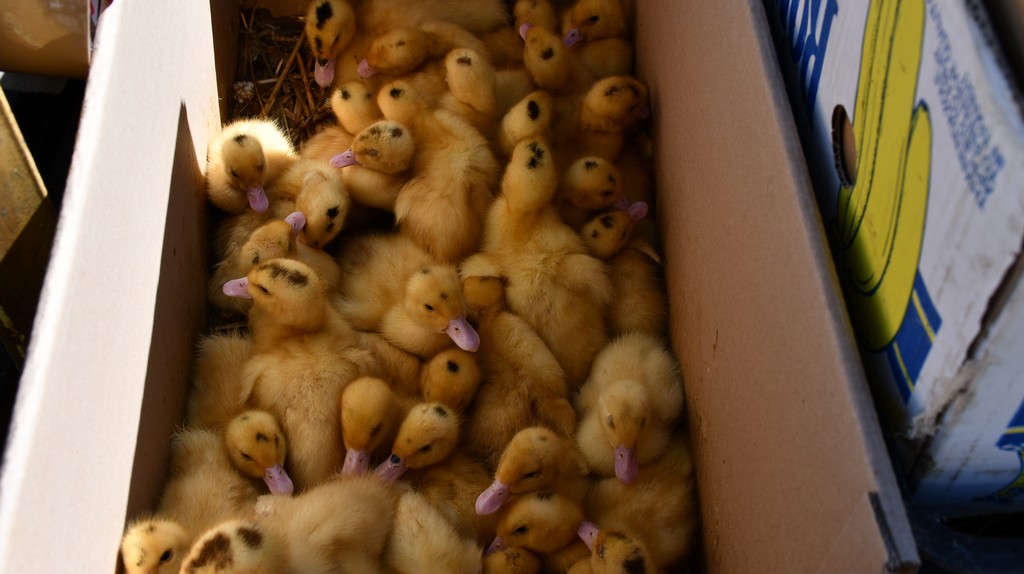 Proljetne temperature izmamile brojne posjetitelje na sajam u Čakovcu