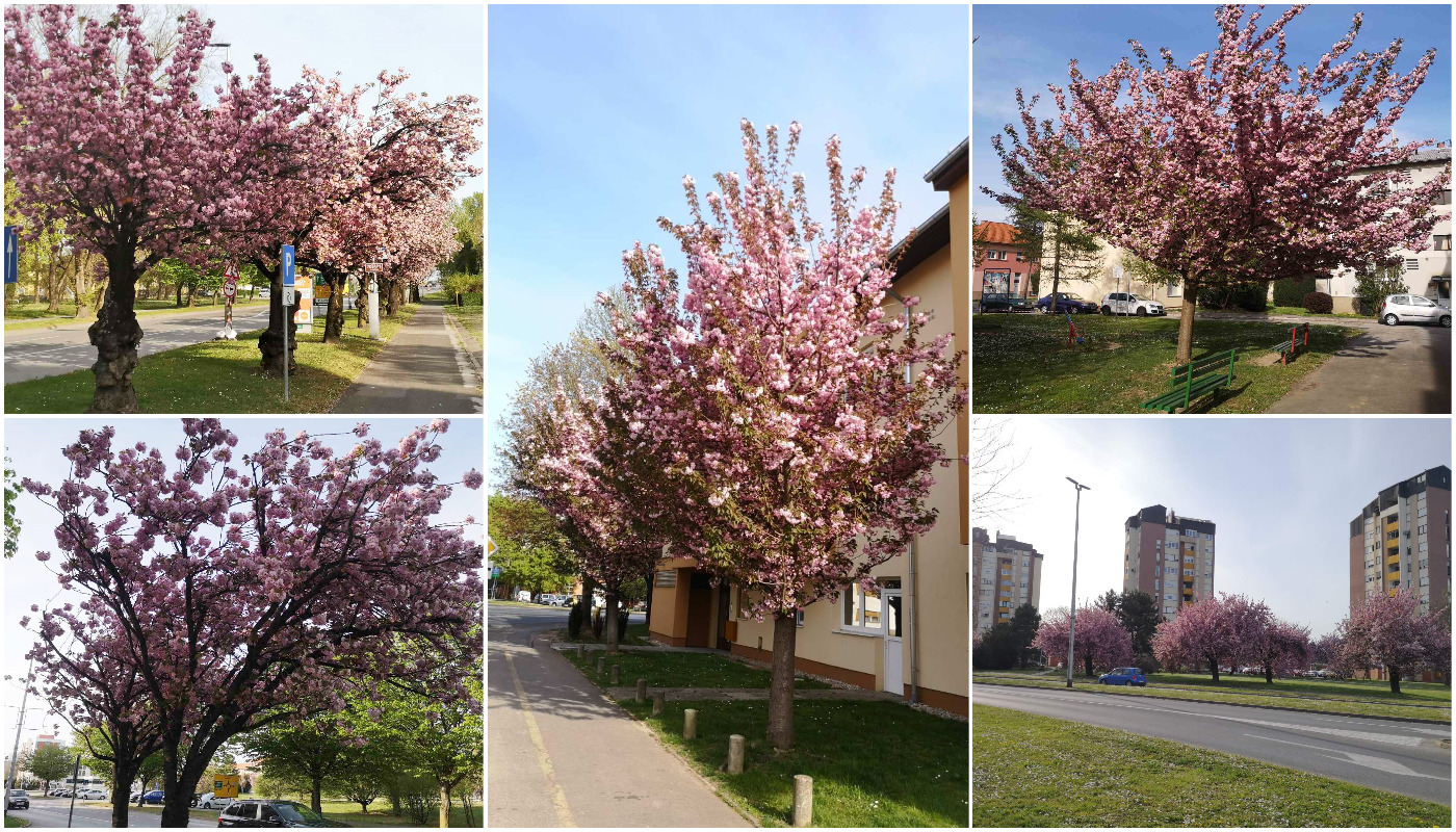 Procvale japanske trešnje mame poglede građana u Čakovcu