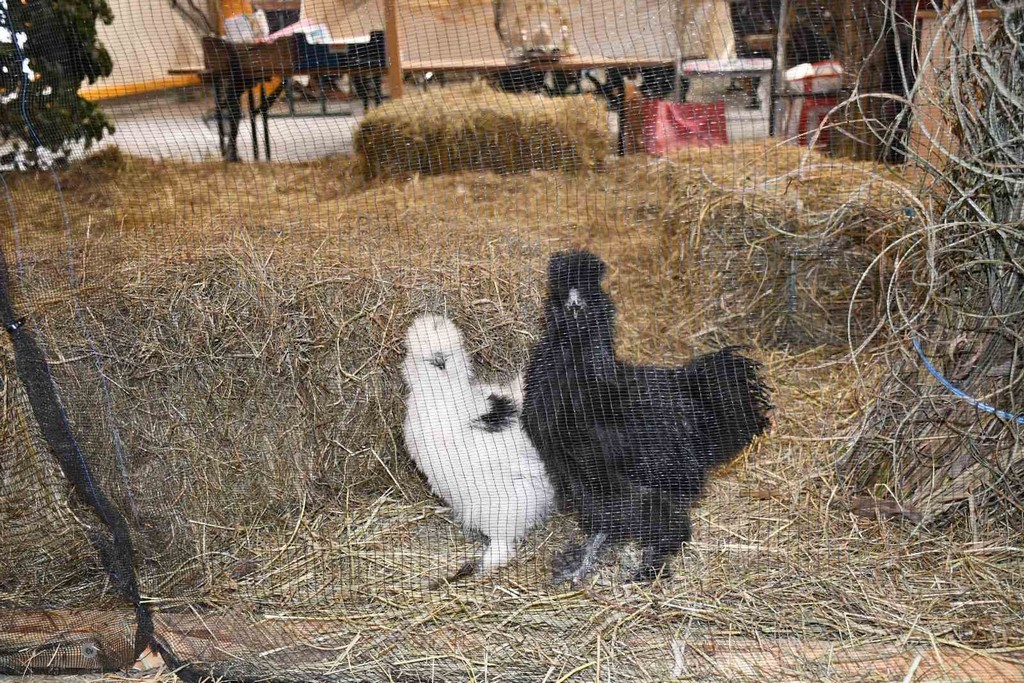 IZLOŽBA MALIH ŽIVOTINJA Izloženo preko tisuću malih životinja vrhunskih uzgajivača iz Hrvatske, ali i šire IZLOŽBA MALIH ŽIVOTINJA Izloženo preko tisuću malih životinja vrhunskih uzgajivača iz Hrvatske, ali i šire