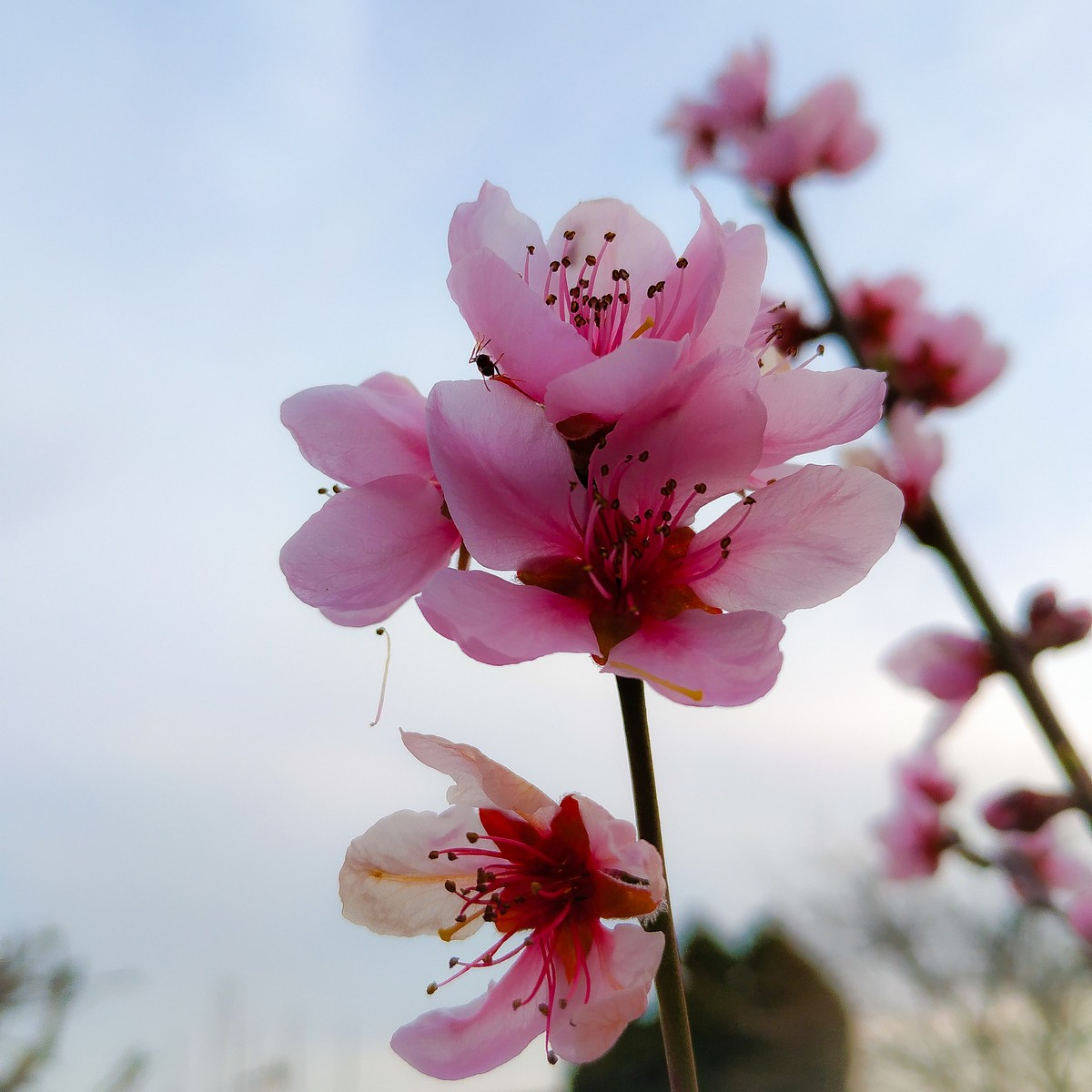 Dvorište Maje Mlakar